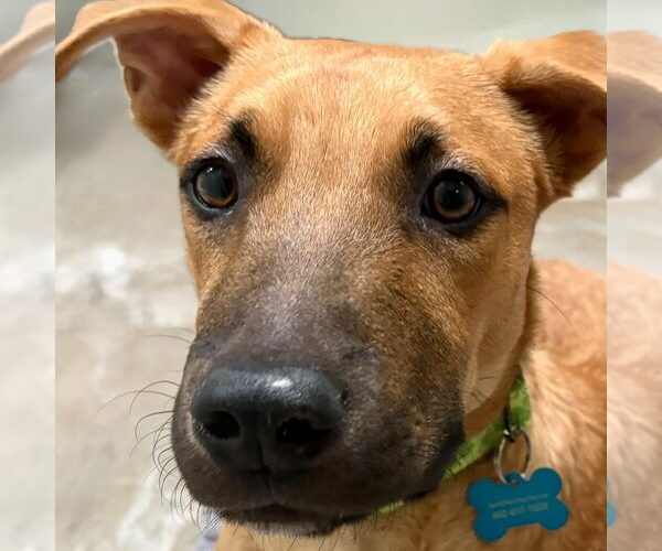 Medium Photo #5 Black Mouth Cur-Unknown Mix Puppy For Sale in Cave Creek, AZ, USA