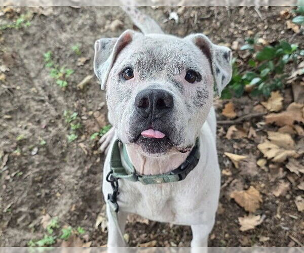Medium Photo #2 American Pit Bull Terrier-Unknown Mix Puppy For Sale in Ocala, FL, USA