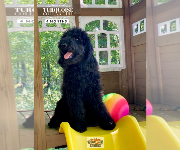 Medium Photo #5 Poodle (Standard) Puppy For Sale in PAW PAW, MI, USA