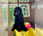 Small Photo #5 Poodle (Standard) Puppy For Sale in PAW PAW, MI, USA