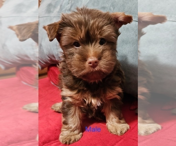 Medium Photo #5 Yorkshire Terrier Puppy For Sale in CONKLIN, NY, USA