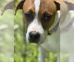 Small #15 Treeing Walker Coonhound Mix