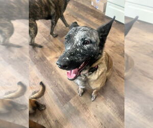 Mutt Dogs for adoption in Imlay City, MI, USA