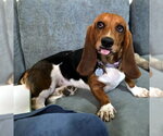 Small Basset Hound