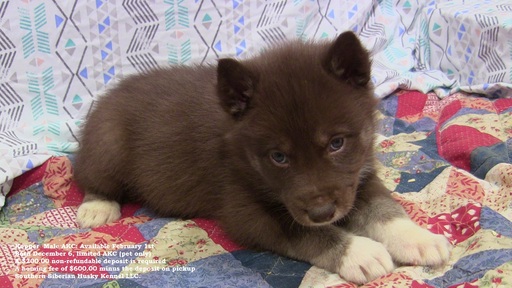 Medium Photo #1 Siberian Husky Puppy For Sale in LAURENS, SC, USA