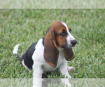 Puppy DEB Basset Hound