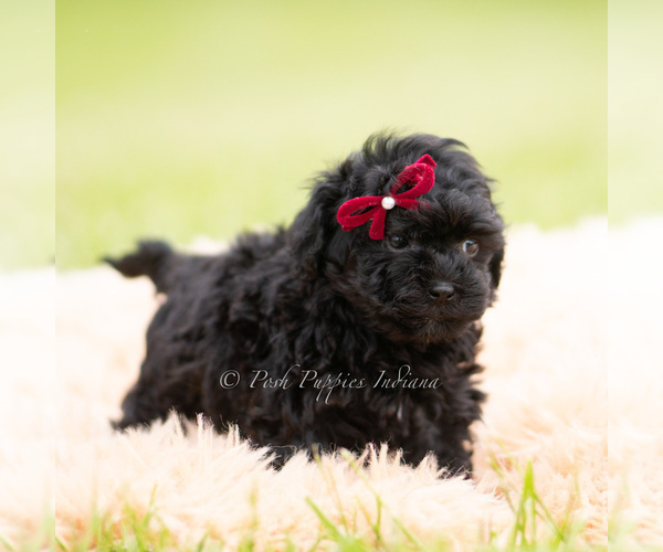 Medium Photo #3 Goldendoodle (Miniature) Puppy For Sale in WARSAW, IN, USA