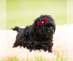 Small #2 Goldendoodle (Miniature)