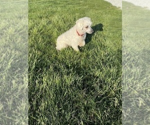 Father of the Aussiedoodle Miniature  puppies born on 05/05/2025