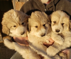 Great Pyrenees Puppy for sale in FAIRBURY, NE, USA