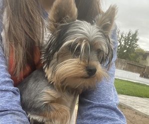 Yorkshire Terrier Puppy for Sale in CITRUS HEIGHTS, California USA