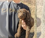 Puppy Light Blue Labradoodle