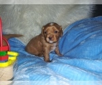 Small Photo #51 Australian Shepherd-Cavalier King Charles Spaniel Mix Puppy For Sale in HOWLAND, OH, USA