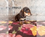 Small #1 Dachshund