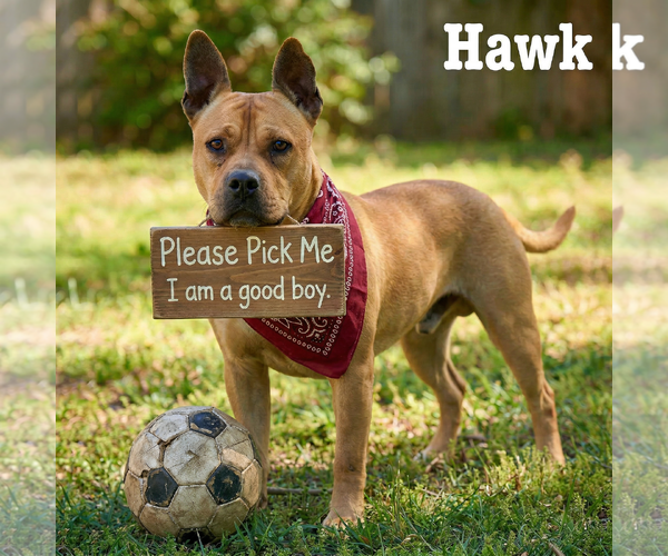 Medium Photo #24 Bulldog-Dogue de Bordeaux Mix Puppy For Sale in Mt. Laurel, NJ, USA