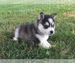 Small Photo #25 Alaskan Klee Kai Puppy For Sale in WINCHESTER, OH, USA