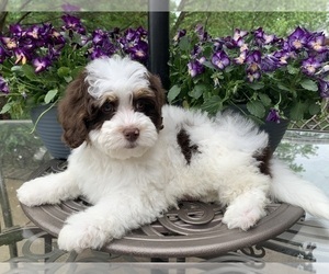 Miniature Bernedoodle Puppy for sale in NOBLESVILLE, IN, USA