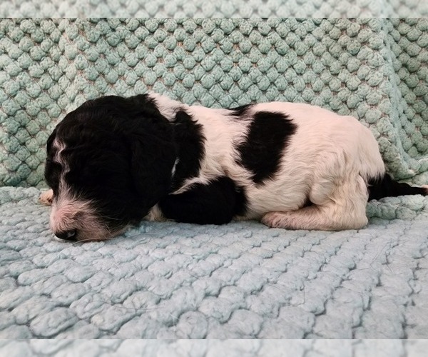 Medium Photo #20 Poodle (Standard) Puppy For Sale in CLAYTON, WA, USA