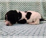 Small Photo #20 Poodle (Standard) Puppy For Sale in CLAYTON, WA, USA