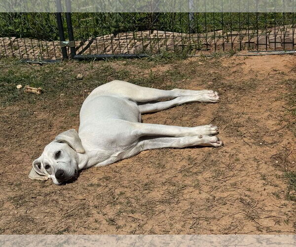 Medium Photo #9 Akbash-Anatolian Shepherd Mix Puppy For Sale in Higley, AZ, USA