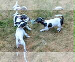 Small #1 Chihuahua