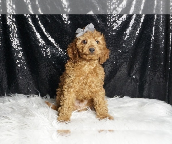 Medium Photo #5 Cavapoo Puppy For Sale in WARSAW, IN, USA