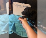 Small Photo #41 Great Dane Puppy For Sale in MINERAL WELLS, TX, USA