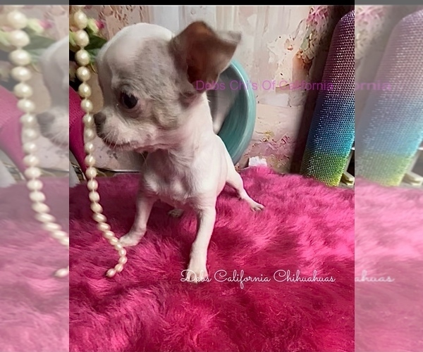 Medium Photo #1 Chihuahua Puppy For Sale in TRACY, CA, USA