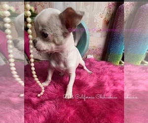 Chihuahua Puppy for Sale in TRACY, California USA