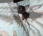 Small Photo #3 Chihuahua Puppy For Sale in KNOXVILLE, TN, USA