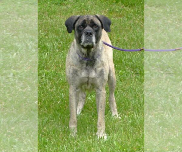 Medium Photo #2 Mastiff-Unknown Mix Puppy For Sale in Pittsburgh, PA, USA