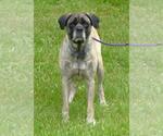 Small #1 Mastiff Mix