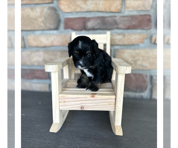 Medium Photo #3 Cock-A-Poo Puppy For Sale in MORRIS, MN, USA