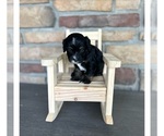 Small Photo #3 Cock-A-Poo Puppy For Sale in MORRIS, MN, USA