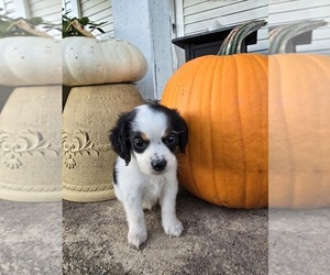 Beagle-Unknown Mix Puppy for sale in APPOMATTOX, VA, USA