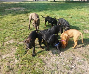Cane Corso-Rottweiler Mix Litter for sale in HOT SPRINGS, AR, USA