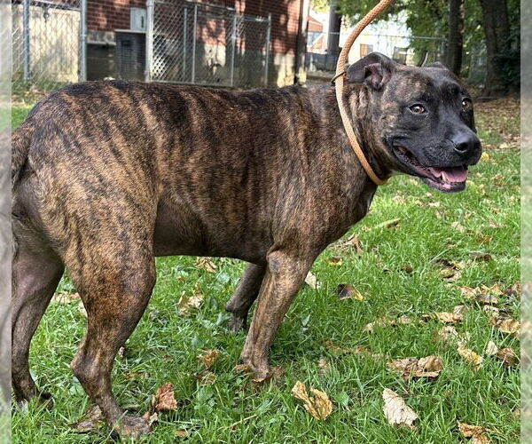 Medium Photo #12 American Pit Bull Terrier Puppy For Sale in Evansville, IN, USA