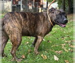 Small #11 American Pit Bull Terrier