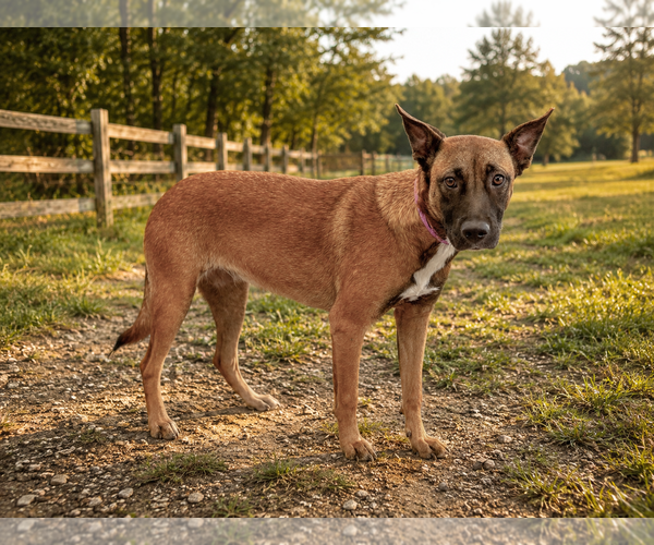 Medium Photo #2 Mutt Puppy For Sale in PIPE CREEK, TX, USA