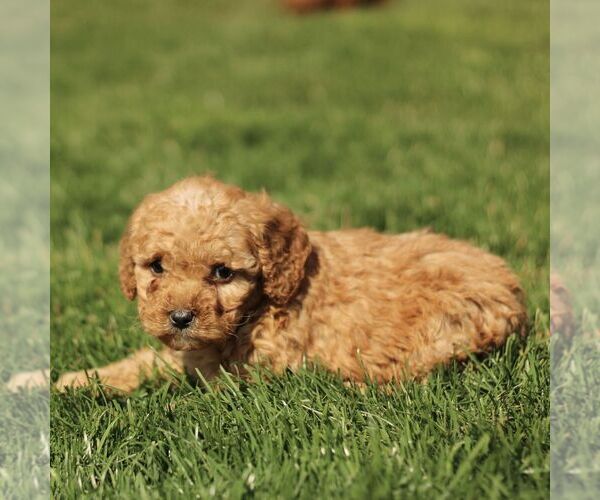 Medium Photo #4 Cavapoo (Miniature) Puppy For Sale in RONKS, PA, USA