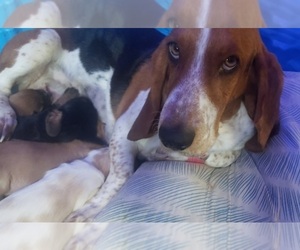 Mother of the Basset Hound puppies born on 06/24/2022