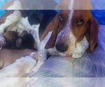 Small Photo #1 Basset Hound Puppy For Sale in WOODRUFF, SC, USA