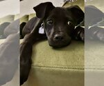 Small Photo #7 Labrador Retriever-Unknown Mix Puppy For Sale in Aurora, CO, USA