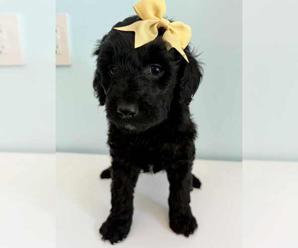 Medium Photo #1 Aussiedoodle-Labradoodle Mix Puppy For Sale in BRYANTOWN, MD, USA