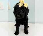 Small Photo #1 Aussiedoodle-Labradoodle Mix Puppy For Sale in BRYANTOWN, MD, USA