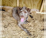 Small #6 German Wirehaired Pointer Mix