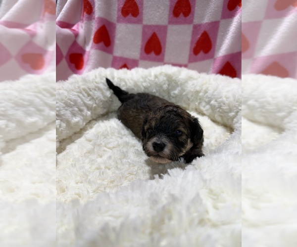 Medium Photo #5 Havapoo Puppy For Sale in GUTHRIE, KY, USA