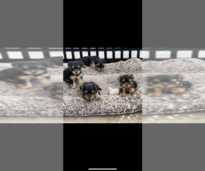 Yorkshire Terrier Puppy for sale in ALBUQUERQUE, NM, USA