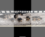 Small Yorkshire Terrier