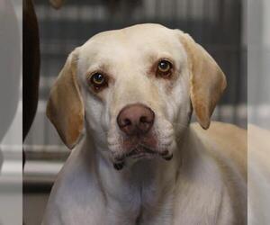 Labrador Retriever-Unknown Mix Dogs for adoption in San Antonio, TX, USA